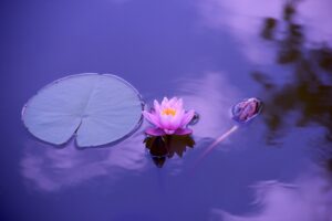 Violett gefärbtes Wasser mit einer rosa Seerose - einer Lotusblume. Bild zum Thema: Tipps für eine jugendlich, strahlende Haut