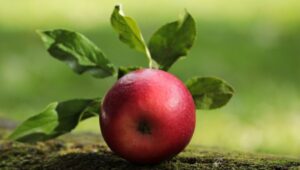 Ein rotes Apfel. Ernährungstipps - gesunden und fitten Körper. Bild zum Thema: Fit und gesund ins neue Jahr!